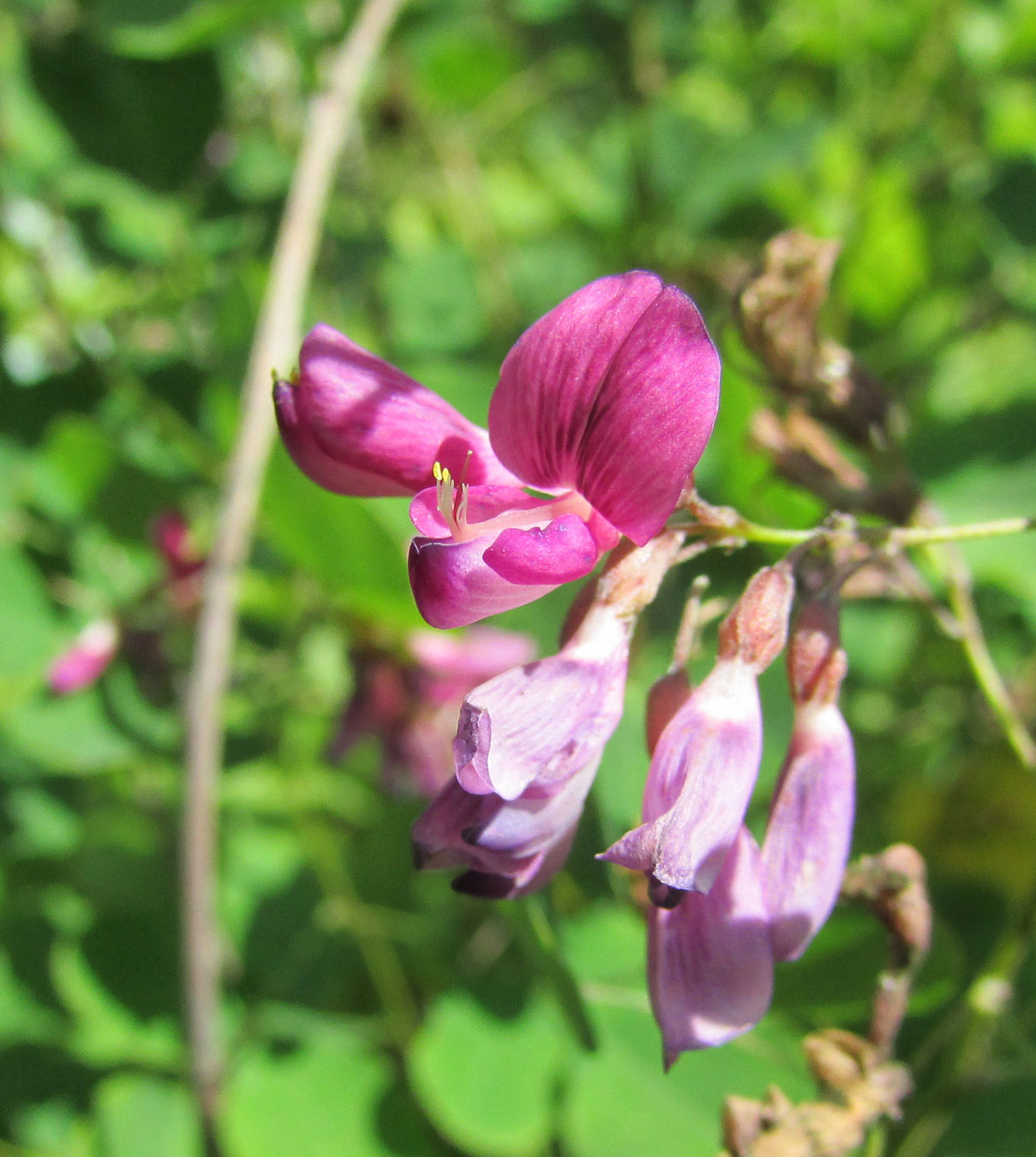 Image of Lespedeza bicolor specimen.