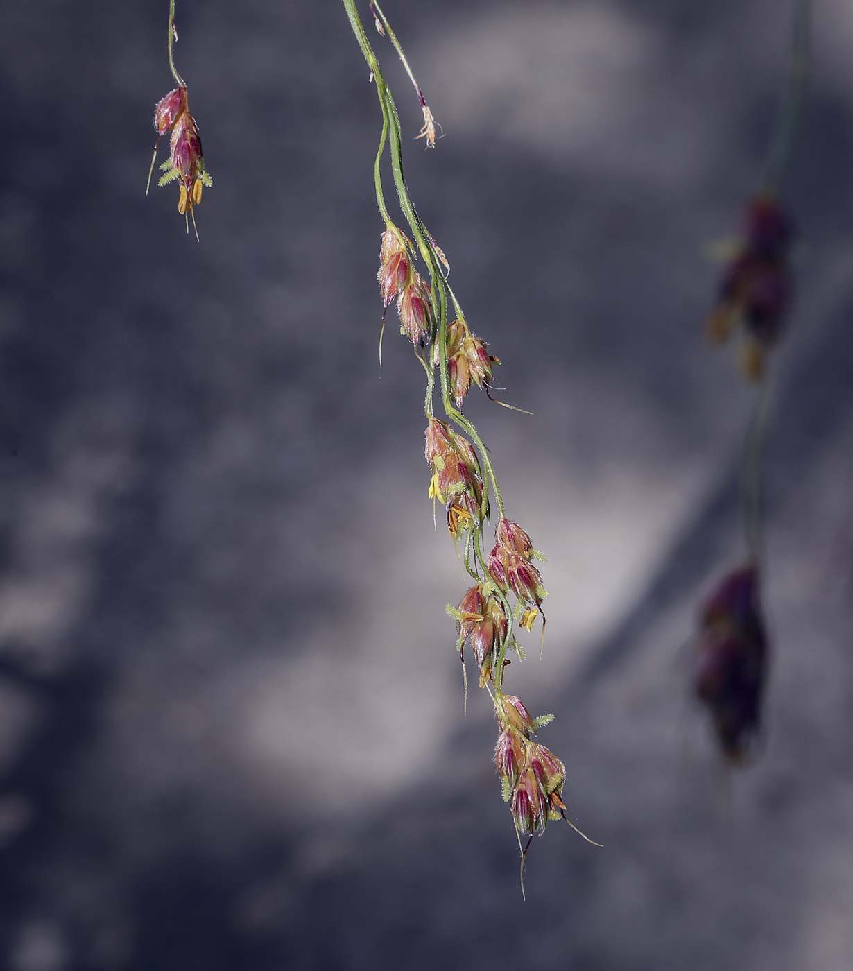 Image of genus Sorghum specimen.