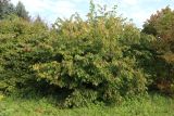 Corylus americana. Взрослое растение. Ярославская обл., г. Переславль-Залесский, дендрологический сад. 19.09.2023.