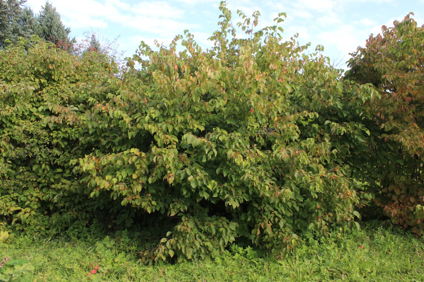 Image of Corylus americana specimen.