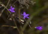 Campanula patula