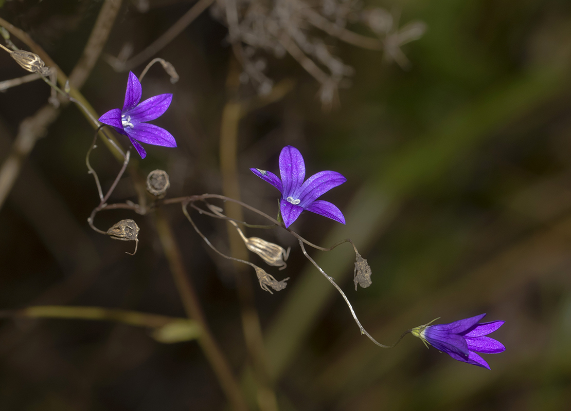 Изображение особи Campanula patula.