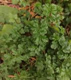 Cardamine impatiens