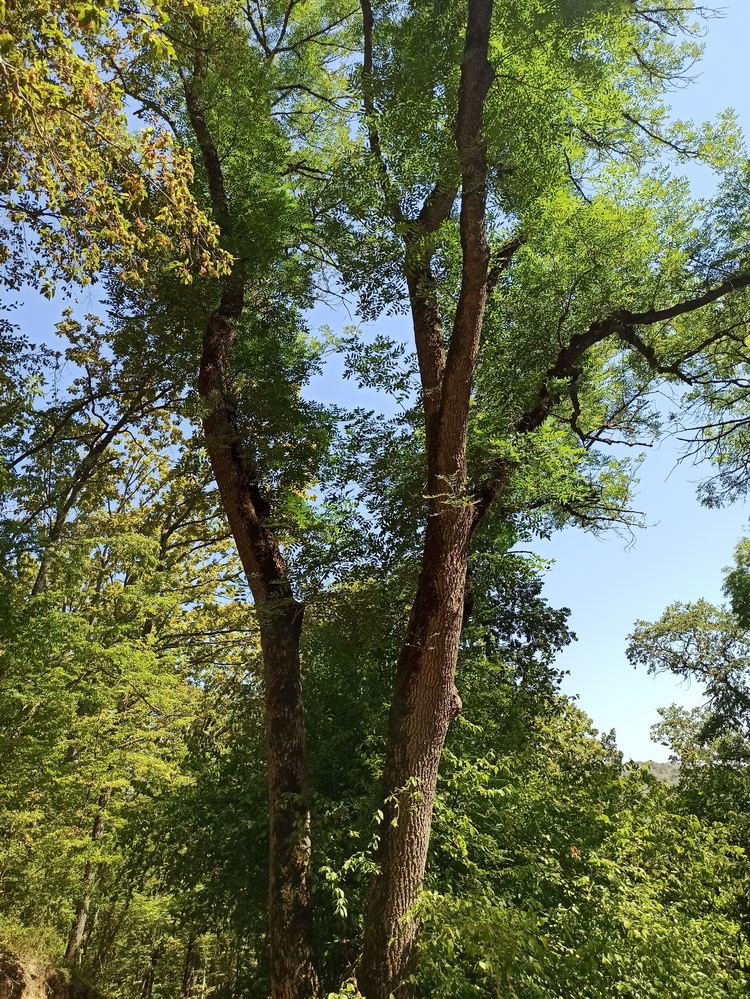 Image of Fraxinus excelsior specimen.