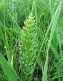 Equisetum arvense. Растение после дождя. Московская обл., Одинцовский р-н, с. Никольское, берег пруда. 16.05.2010.