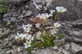 Saxifraga sibirica. Цветущее растение. Карачаево-Черкесия, Карачаевский р-н, Большой Кавказ, долина р. Кичкинекол (Узункольский), морена ледника Большой Кичкинекол, ≈ 2440 м н.у.м., среди камней. 21.07.2023.