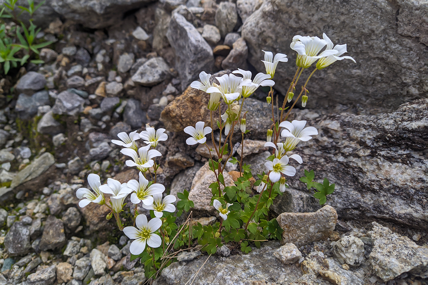 Image of Saxifraga sibirica specimen.