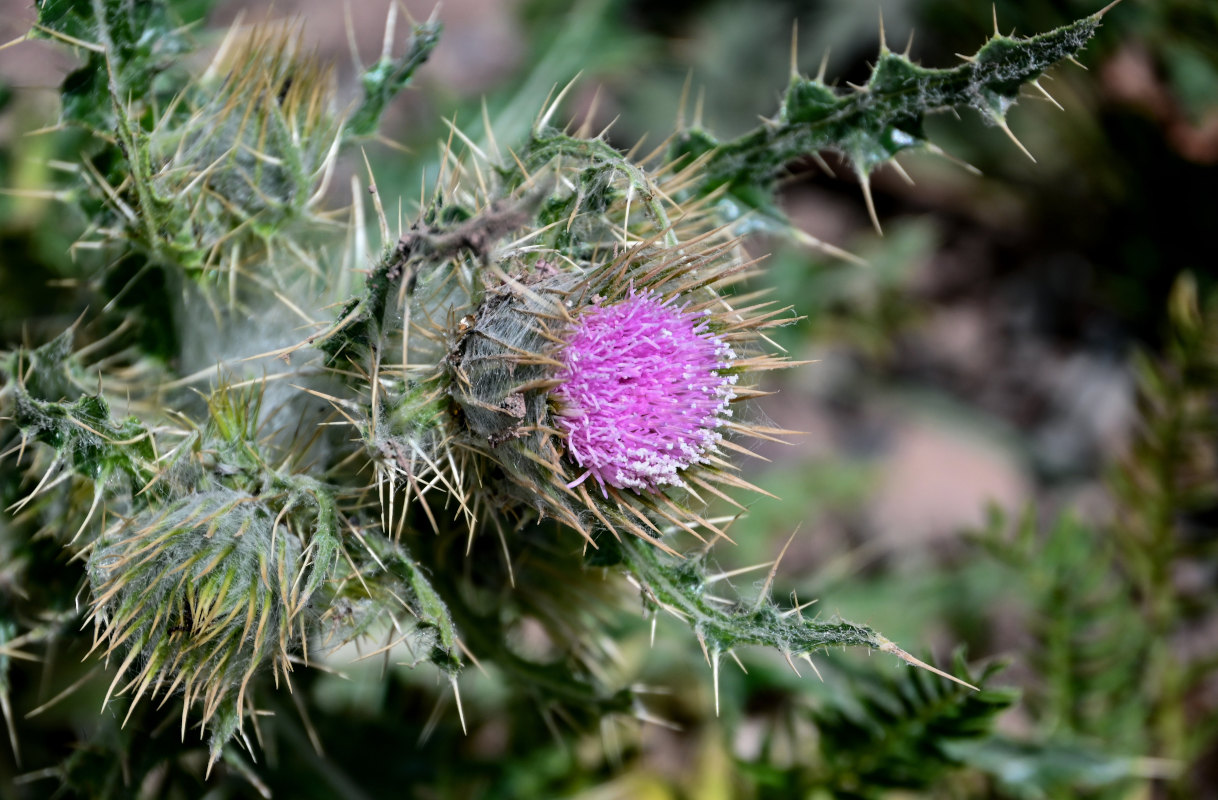 Изображение особи Cirsium semenowii.