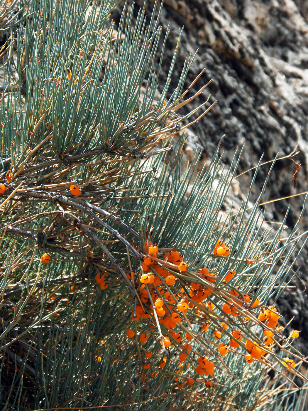 Image of Ephedra equisetina specimen.