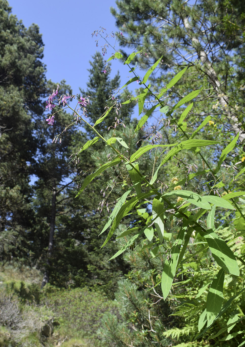 Изображение особи Prenanthes purpurea.