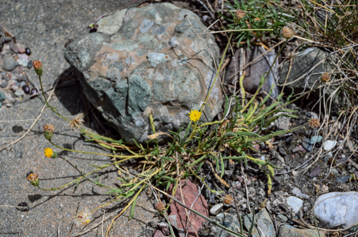 Image of Erigeron cabulicus specimen.