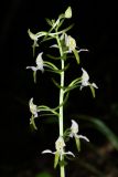 Platanthera &times; hybrida