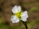 Alisma plantago-aquatica. Цветок. Московская обл., Талдомский р-н, окр. СНТ \"Зорька\", вырубка под ЛЭП, луг, подсыхающая лужа на грунтовой дороге. 15.06.2023.