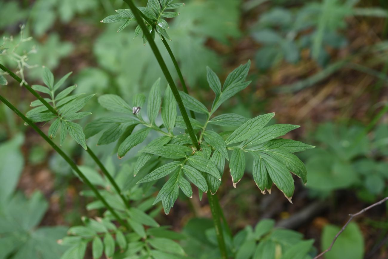 Изображение особи род Valeriana.