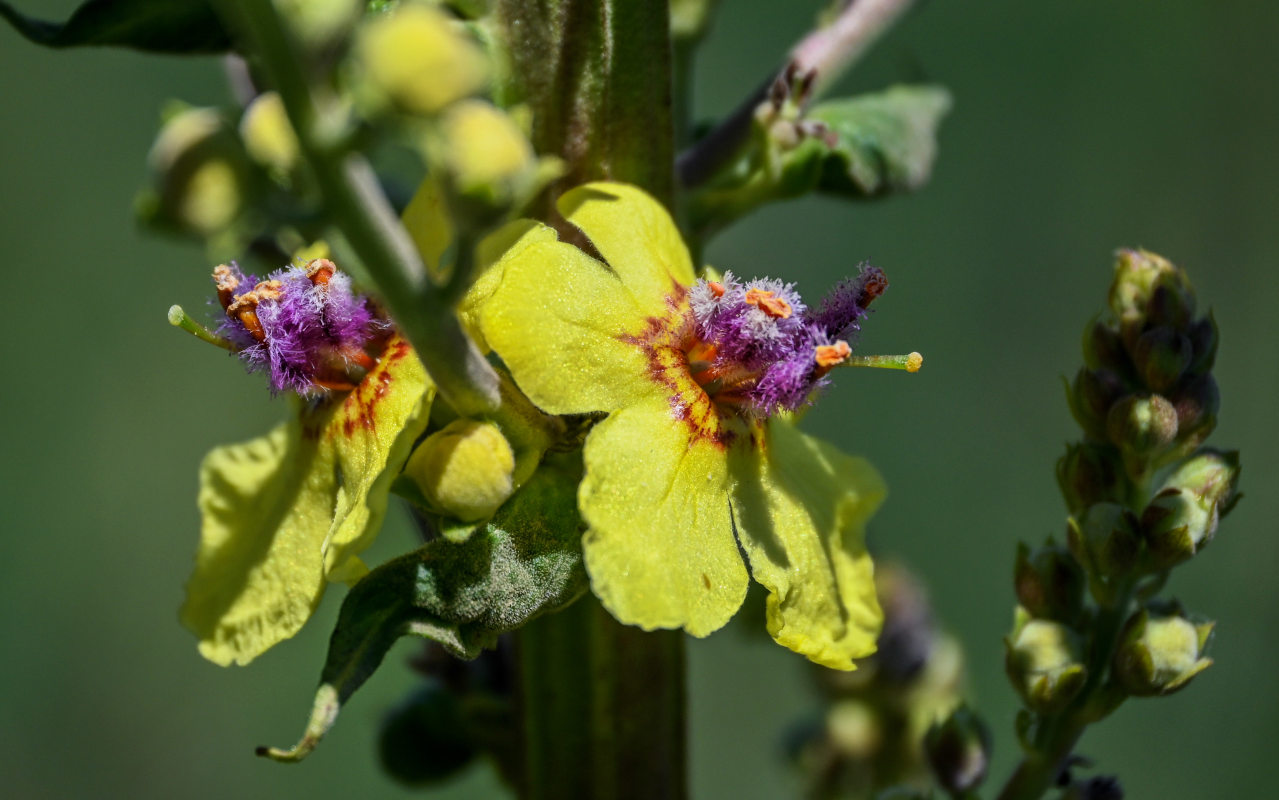 Изображение особи Verbascum pyramidatum.