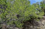 Ulmus minor. Плодоносящие растения. Дагестан, Гунибский р-н, с. Гуниб, Гунибская крепость, ≈ 1500 м н.у.м., осыпающийся склон. 03.05.2022.