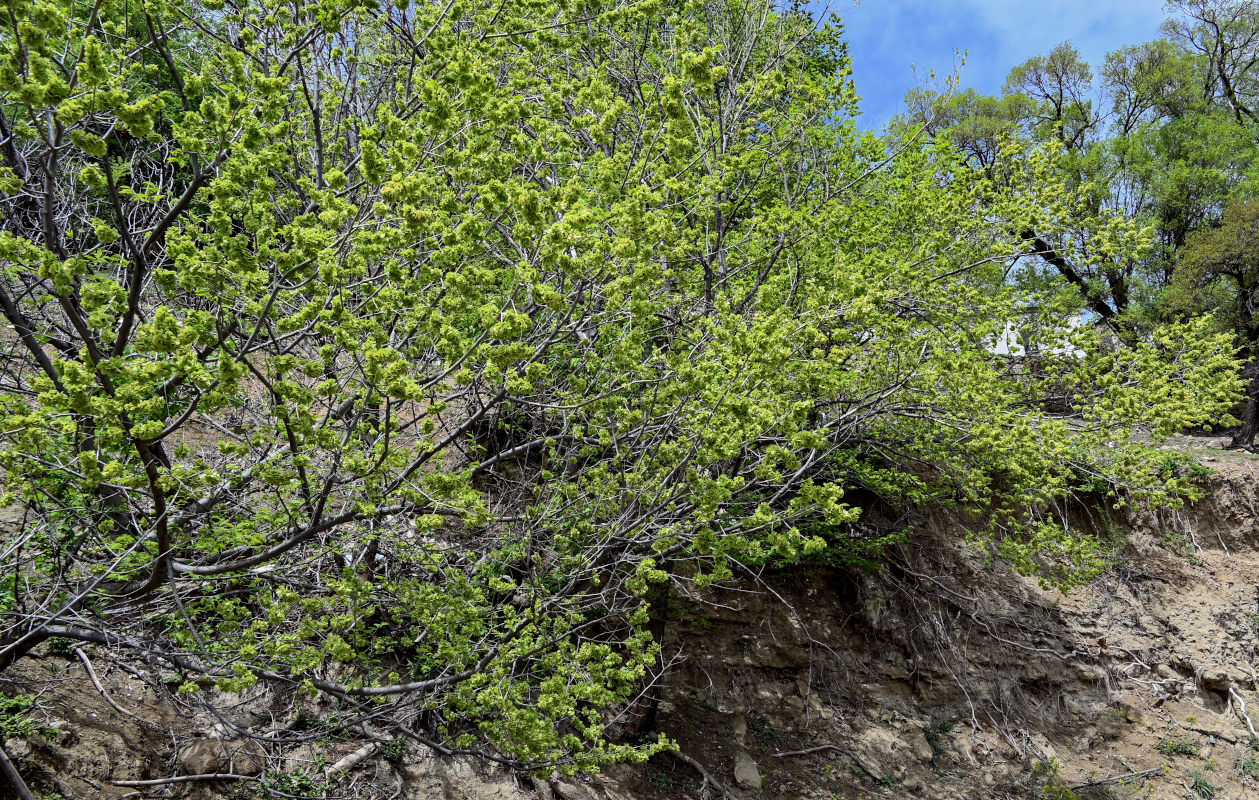 Изображение особи Ulmus minor.