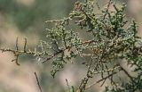 genus Tamarix. Верхушка ветви. Египет, мухафаза Эль-Гиза, окр. г. Саккара, песчаный склон. 29.04.2023.