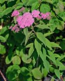 Spiraea japonica