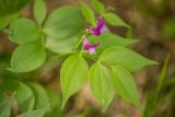 Lathyrus vernus