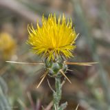 Centaurea solstitialis