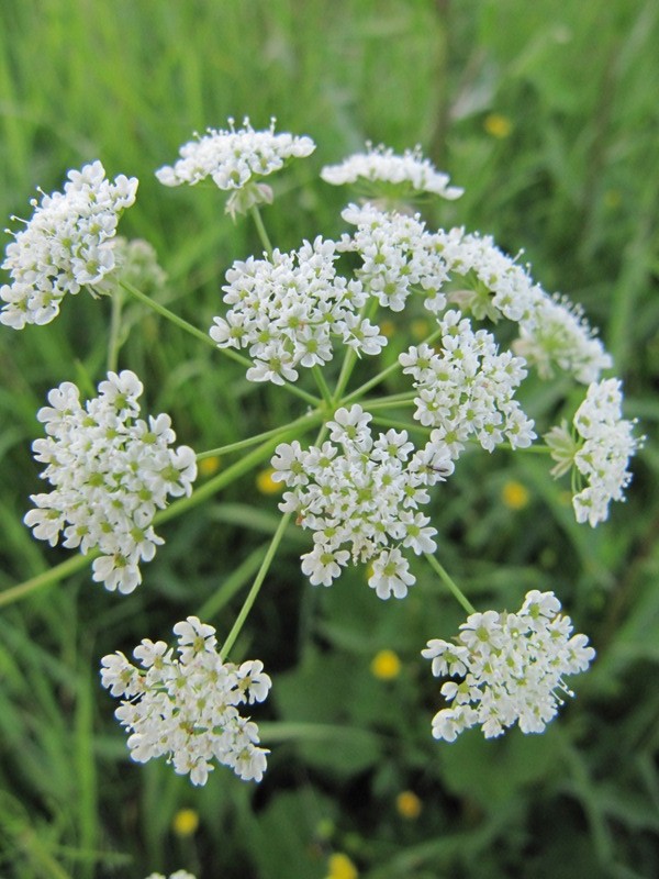 Изображение особи Anthriscus sylvestris.