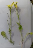 Raphanus raphanistrum