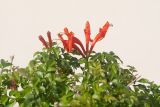 Tecomaria capensis