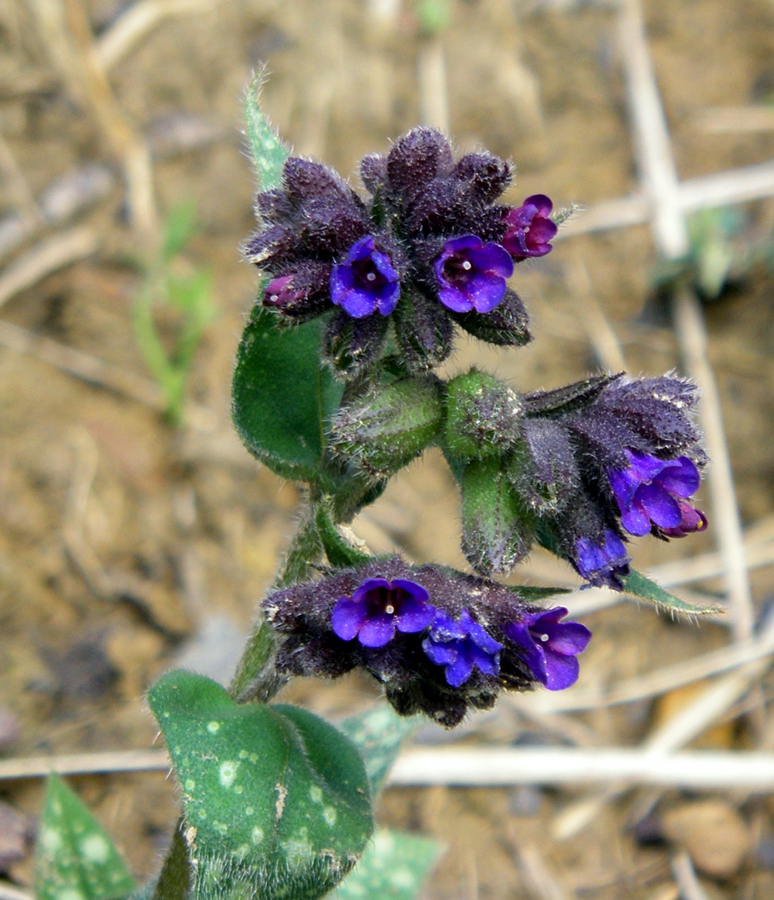 Image of Pulmonaria longifolia specimen.