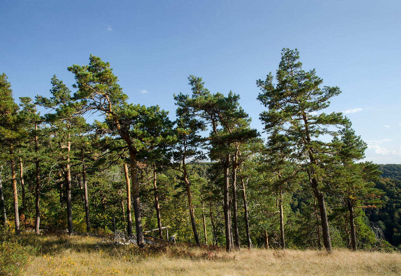 Image of Pinus sylvestris specimen.
