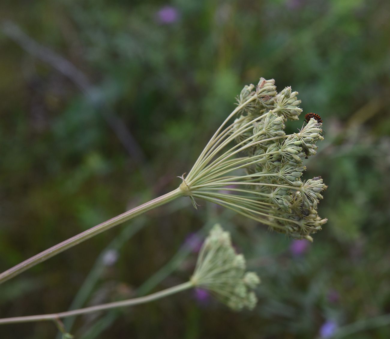 Image of Seseli libanotis specimen.