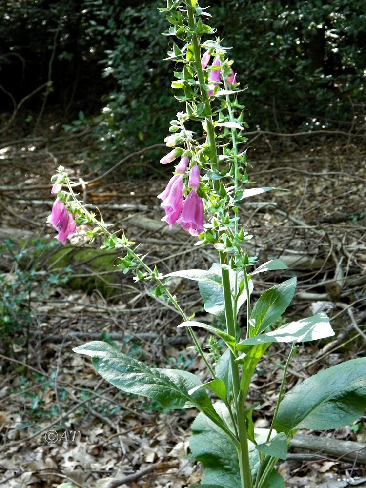 Image of Digitalis purpurea specimen.