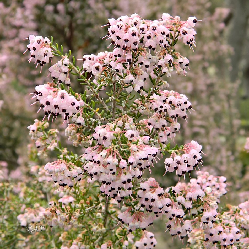 Изображение особи Erica canaliculata.