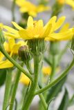 Senecio paulsenii. Соцветие-корзинка со стороны обёртки. Таджикистан, Горно-Бадахшанская автономная обл., Рушанский р-н, Южно-Аличурский хр., дол. р. Тогузбулок, западнее пер. Кой-Тезек, окр. кишл. Джелонди, выс. ≈ 3600 м н.у.м., каменистый борт речной долины. 4 июля 2024 г.