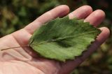 Alnus incana. Опавший лист. Санкт-Петербург, Старый Петергоф, парк \"Сергиевка\" (западная часть), смешанный сосново-елово-мелколиственный лес. 19.10.2024.