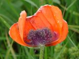 Papaver setiferum