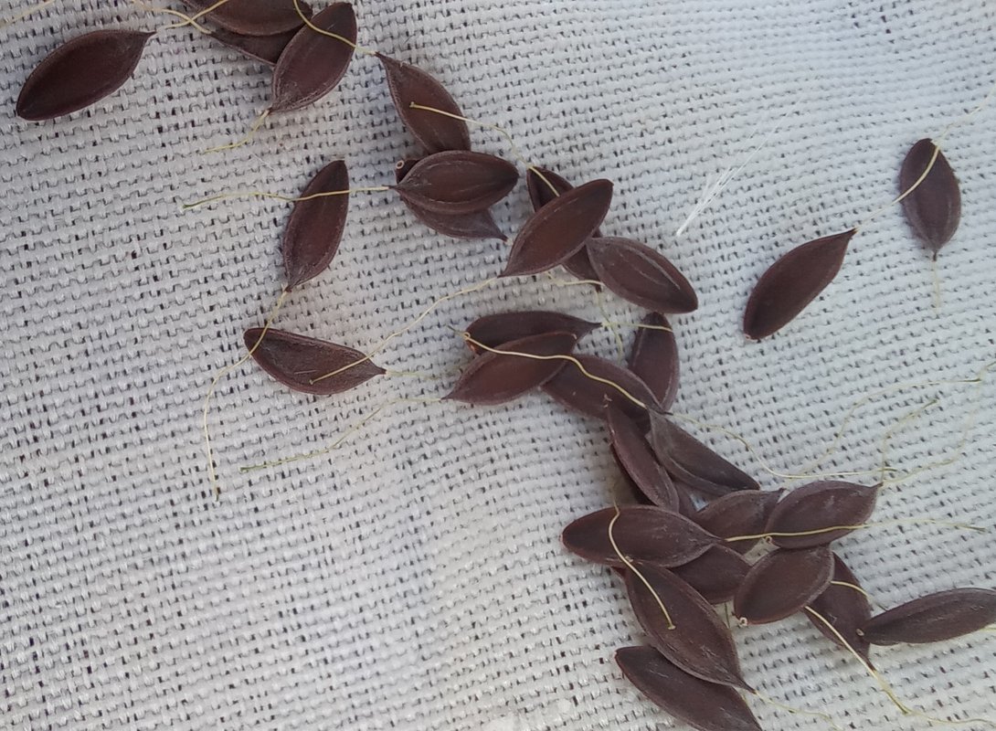 Image of genus Lactuca specimen.