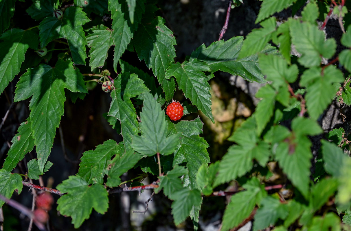 Image of Rubus crataegifolius specimen.