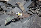 Tulipa regelii