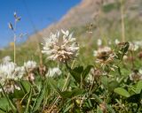 Trifolium repens
