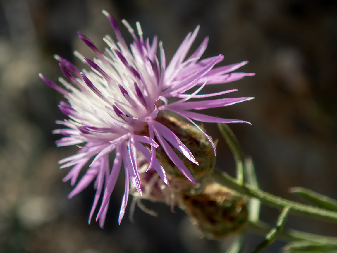 Image of Centaurea caprina specimen.