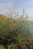 Sisymbrium orientale