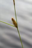 Carex lasiocarpa