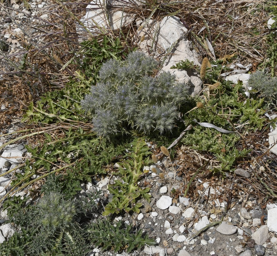 Image of Cardopatium corymbosum specimen.