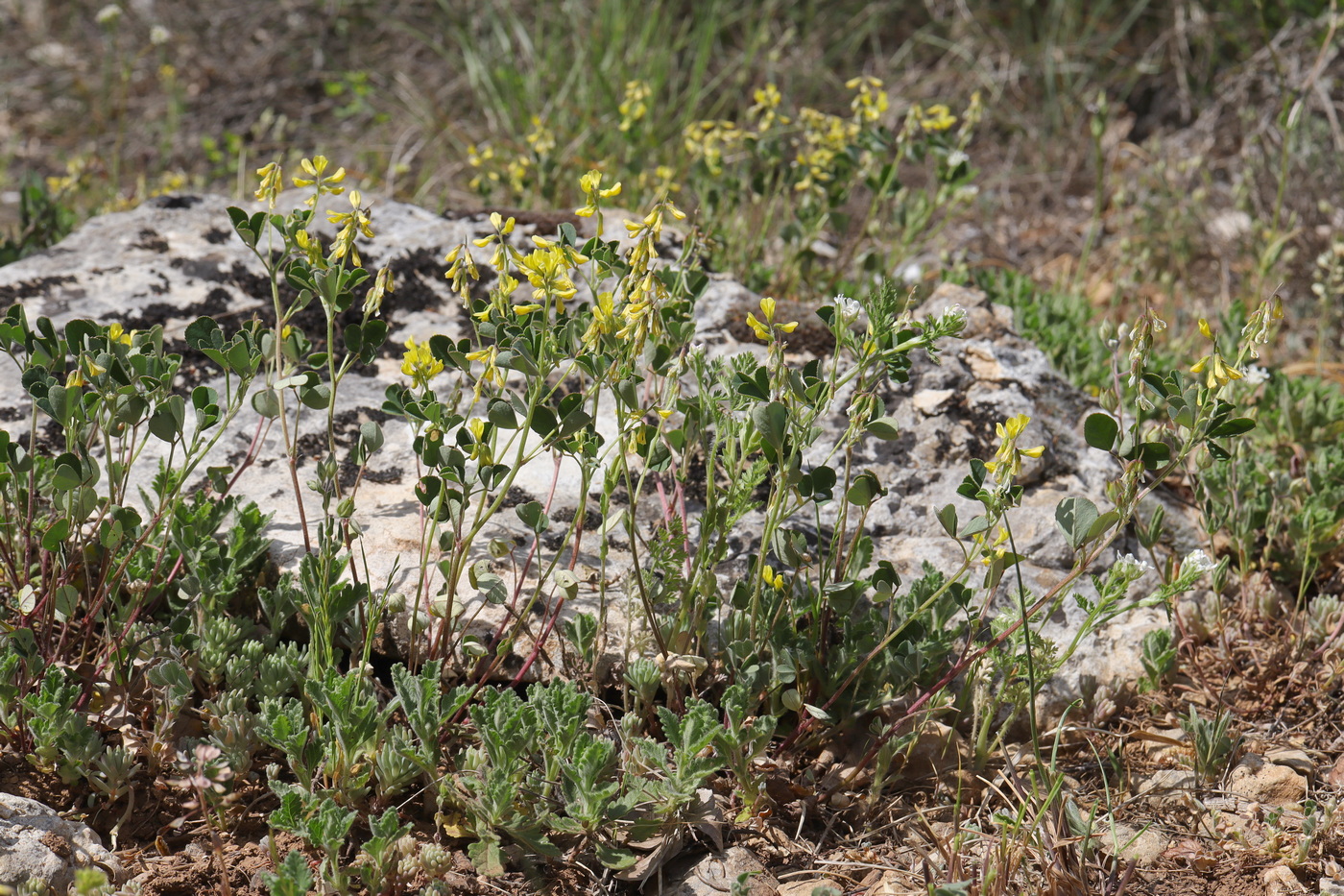 Image of Trigonella strangulata specimen.