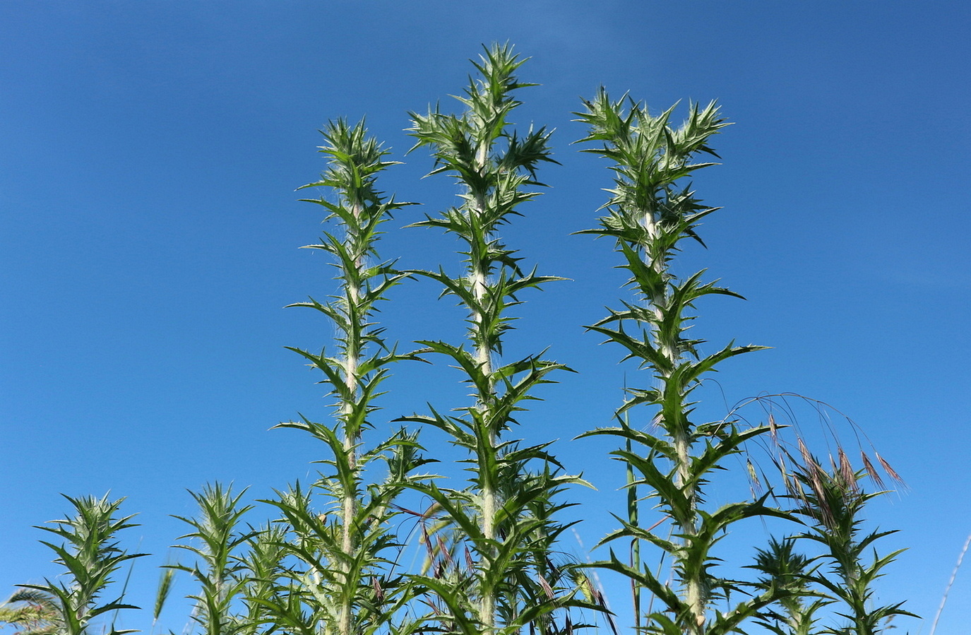 Image of Carthamus lanatus specimen.