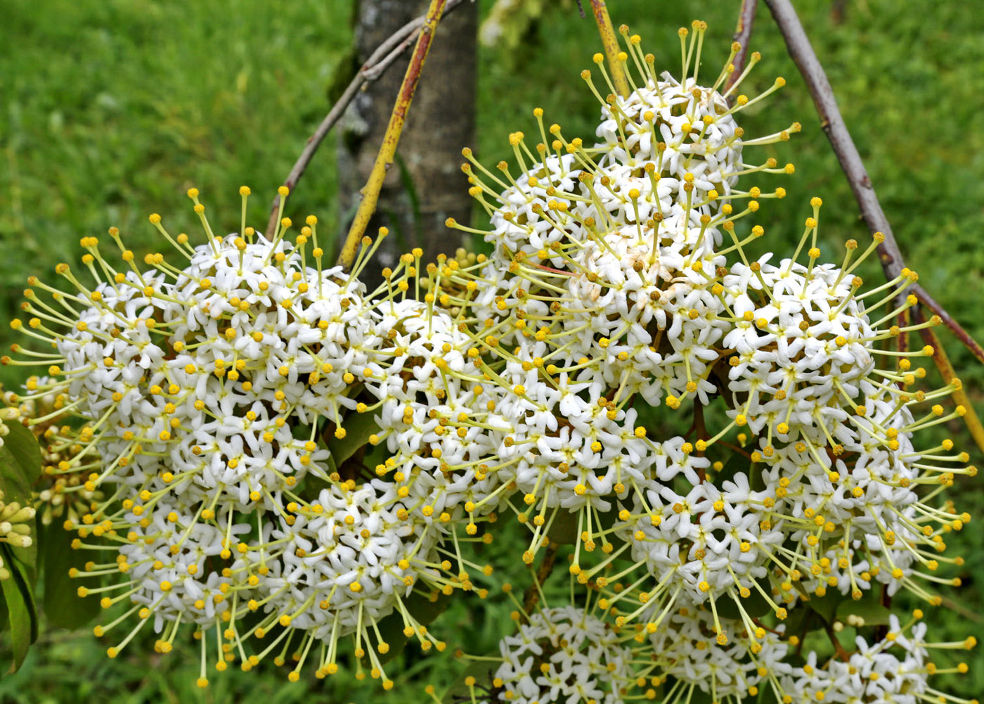 Image of genus Reevesia specimen.