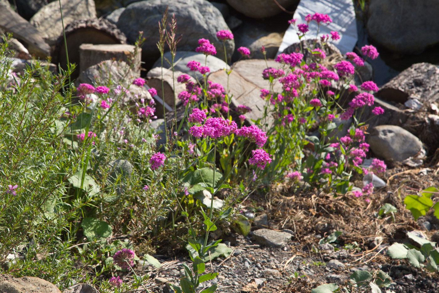 Image of Silene compacta specimen.
