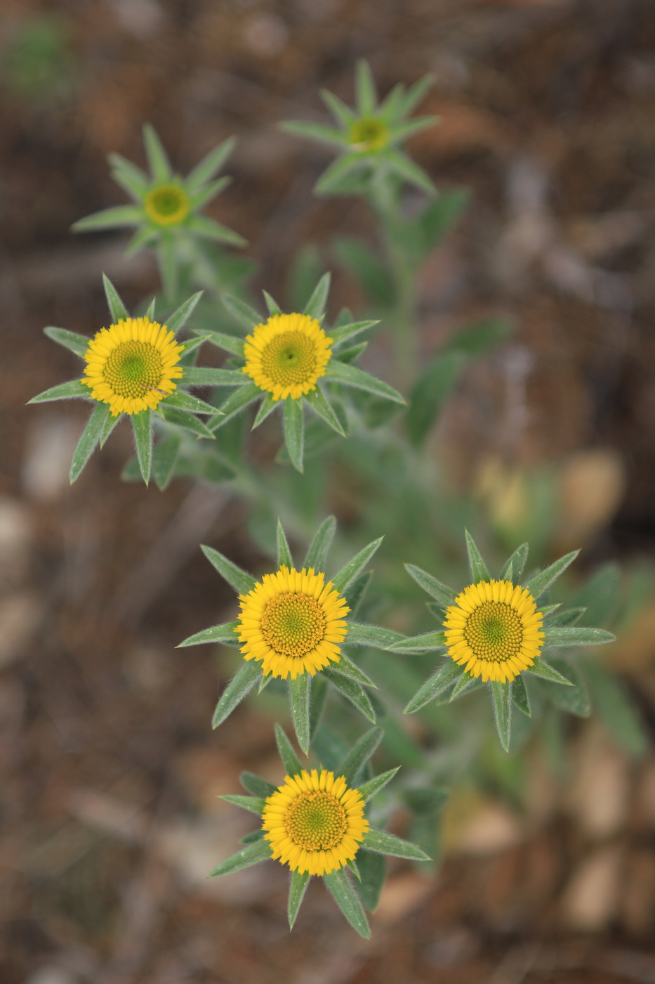 Изображение особи Pallenis spinosa.