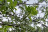 Salix caprea